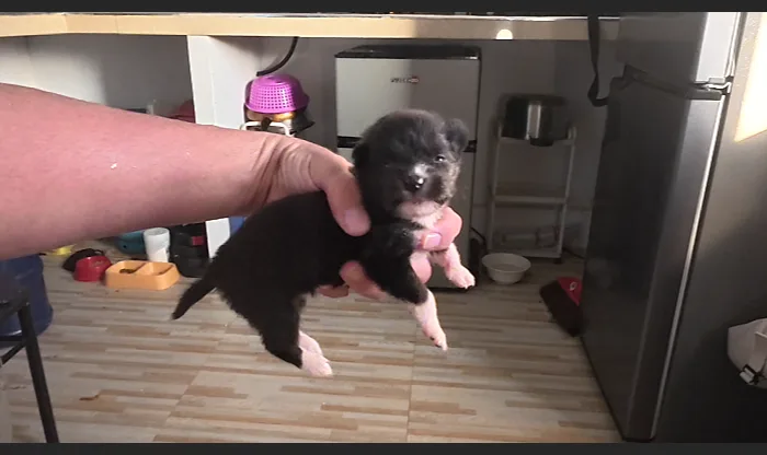 Camotida, la pequeña de la familia